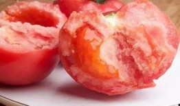 西红柿网红吃瓜,揭秘网络红人的幕后故事