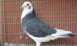 鸽子爆料亲生父母视频大全,鸽子爆料亲子视频大集合